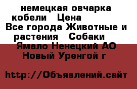 немецкая овчарка кобели › Цена ­ 25 000 - Все города Животные и растения » Собаки   . Ямало-Ненецкий АО,Новый Уренгой г.